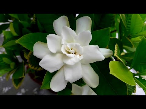Gardenia- Beautiful gardenia flower blooming at our terrace garden ( Cape Jasmine)