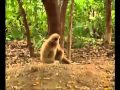 Naughty Monkey Bullies Tiger Cubs Laughspark
