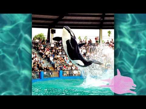 starfoxlaflare - SEAWORLD (Prod. Jackie Zan)