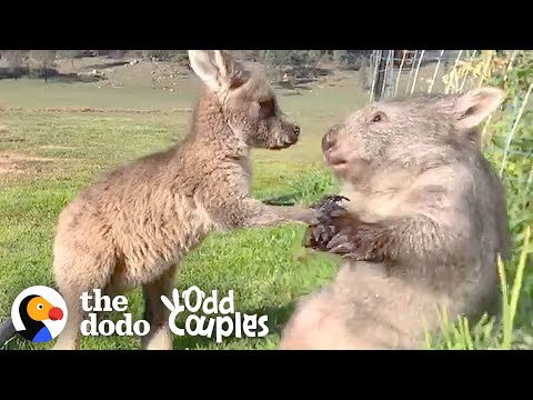 Wombat & Kangaroo: an Unlikely But Adorable Friendship!