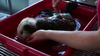 Rescued Baby Sea Otter Bathtime