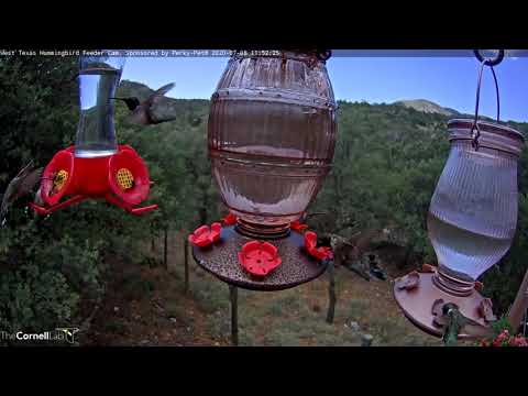 Lunchtime Feeding Frenzy At West Texas Hummingbird Feeders – July 8, 2020