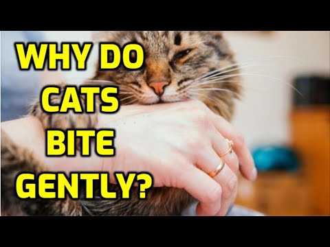 Do Cats Nip To Show Love And Affection?