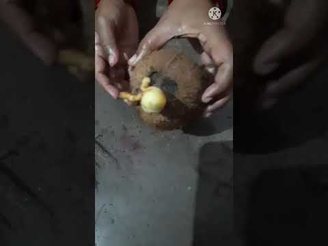 #shorts video nariyal ka ful #coconut flower #nariyal ka phool #phool wala nariyal