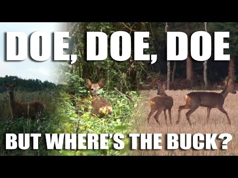 Doe, Doe, Doe – but where’s the Buck? Doe, Doe, Doe – but where’s the Buck?