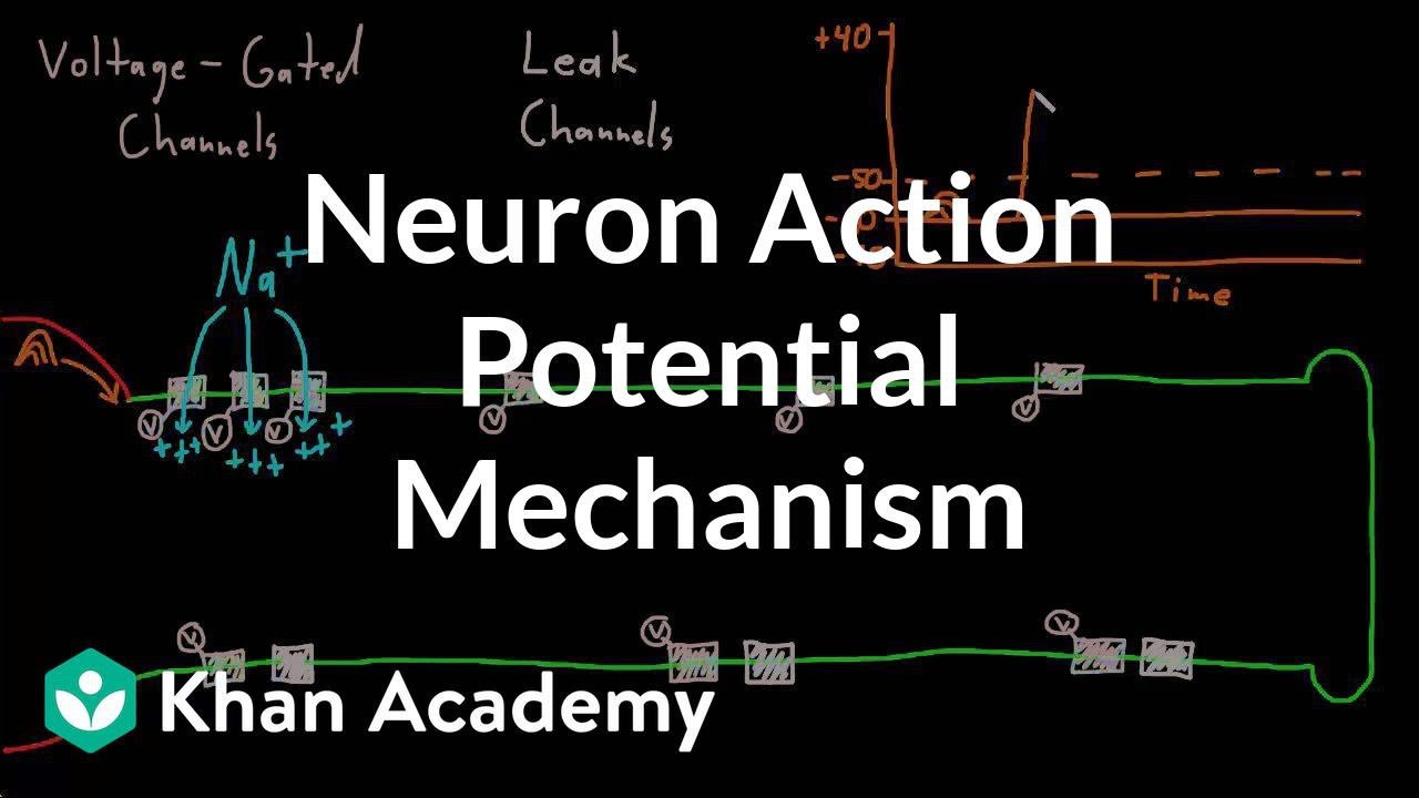 Neuron action potential mechanism | Nervous system physiology | NCLEX-RN | Khan Academy