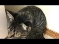 The Cat In The Washing Machine