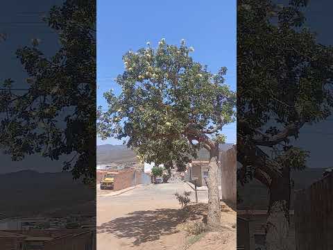 Pequi de Jacaraci-BA.