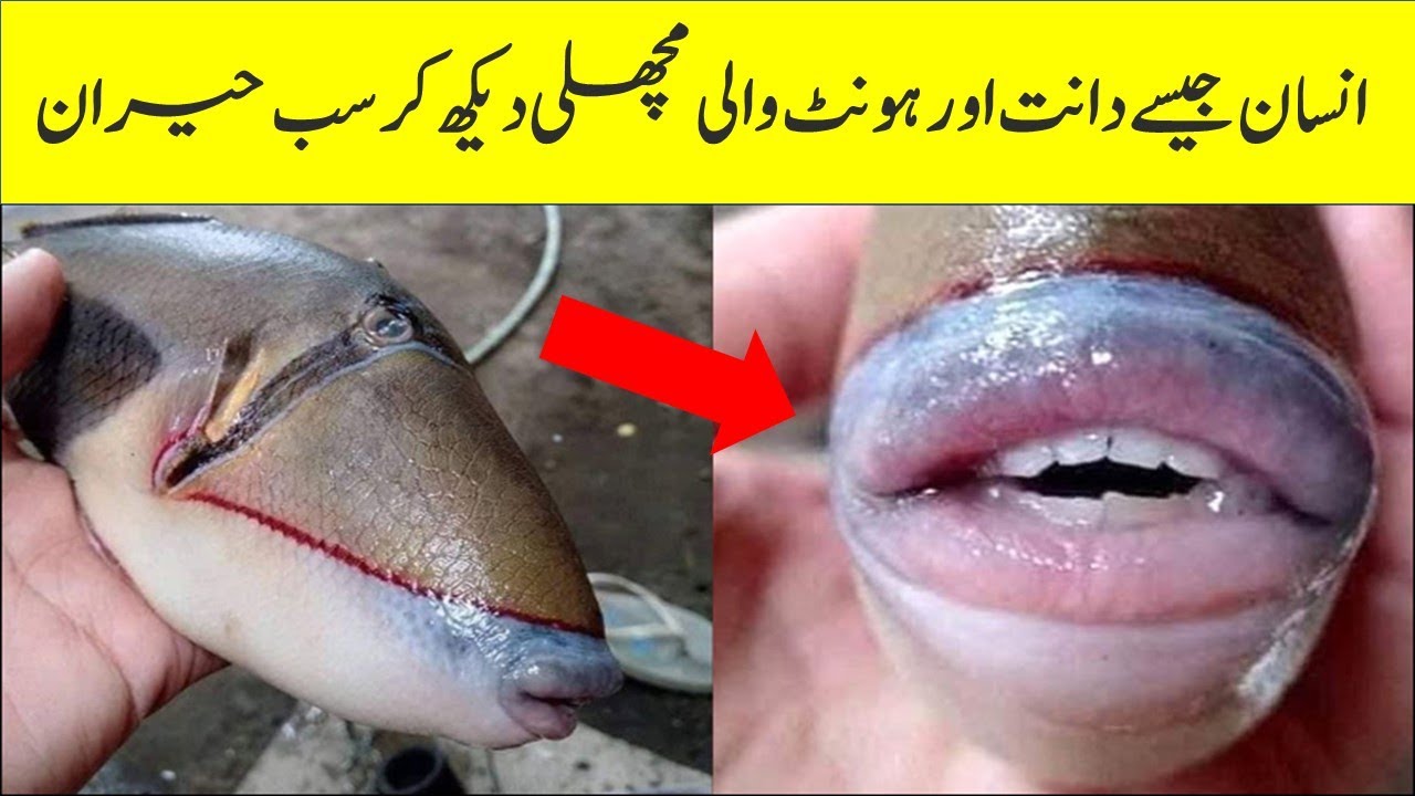 Fish With Teeth And Lips Like A Human || A1 Knowledge