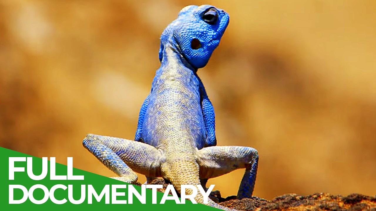 Wildest Middle East | Episode 3: Jordan - Nature's Furnace | Free Documentary Nature