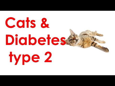 Why is my cat drinking and peeing a lot? Diabetes mellitus [Video # three]