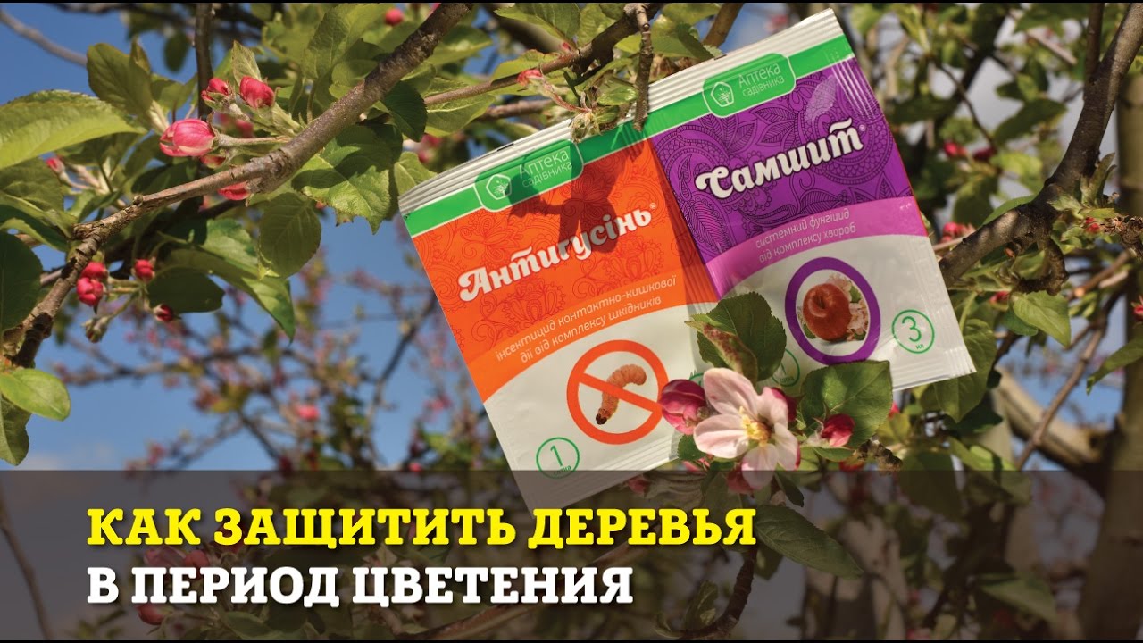 Фунгицид Самшит® (Ukravit) - системная защита яблони, персика, винограда и картофеля от комплекса болезней