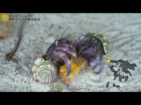 【瀬戸内町 西部編】奄美大島 瀬戸内町 観光PR動画（ドローン映像）