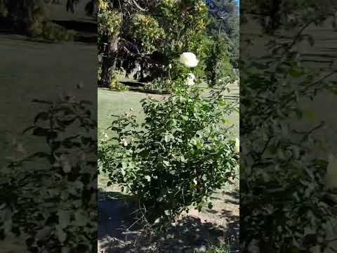 plaza de POMONA valle medio río negro