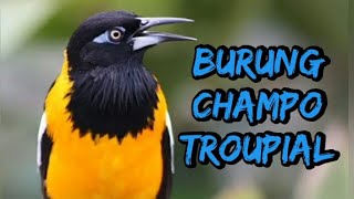 Download lagu Burung Champo Troupial mp3