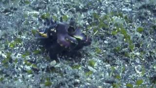 preview picture of video 'ハナイカ、インドネシアのメナドにて Flamboyant cuttlefish. In Indonesian Menado.'