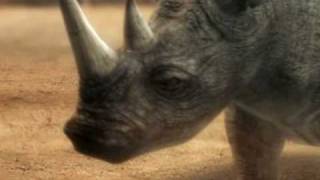Duelo Animal: Elefante versus rinoceronte