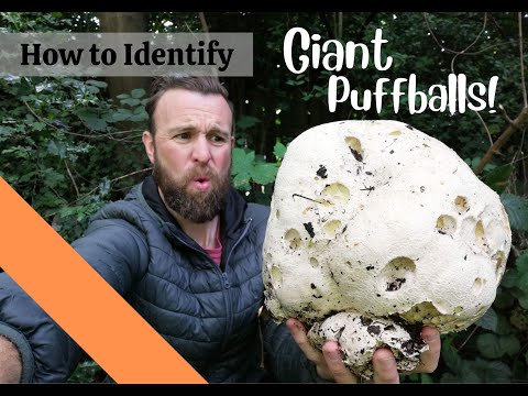 How to Identify Giant Puffballs: A Beginner's Guide