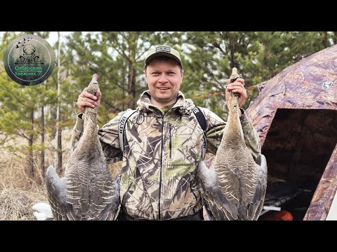 ОХОТА НА ГУСЯ ,ЭТОГО НИКТО НЕ ОЖИДАЛ / ВСТРЕЧА С МЕЧТОЙ /СКРАДОК БЕСПЛАТНО /goose hunting.