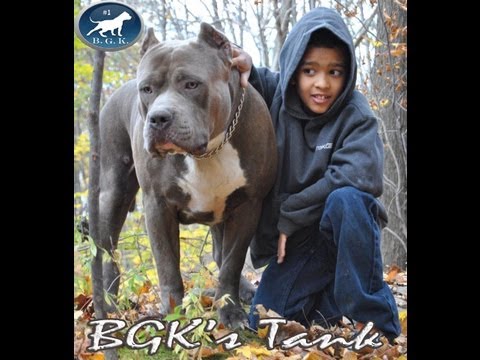 Biggest Blue XL Bully pitbull, BGK's Tank, 2 years, 157 lbs. vet scale proof