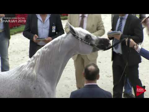 N 327 AL ARYAM BARE'E   Sharjah International 2019