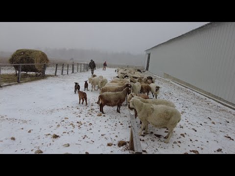 , title : 'Caring for sheep in cold weather'