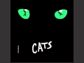 CATS - Memories / Erinnerung 