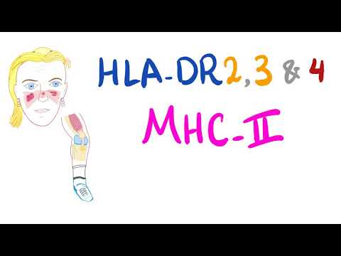 HLA-DR2, DR3 and DR4 (MHC-class II)