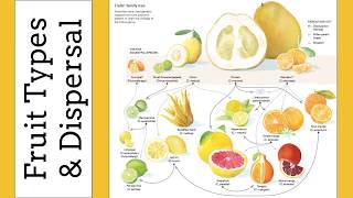 Angiosperms: Fruits