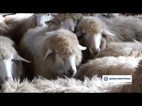 Naša priča ep. 358 12.01.2023. Belanovica, Ljubomir Jovčić, Dušan Mirić, bardoka, moravka