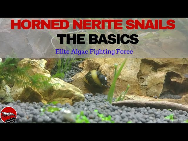 Horned Nerite Snail