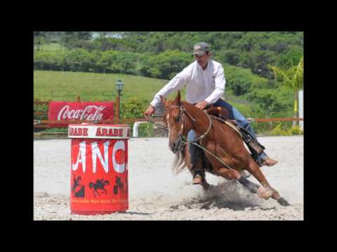Ciência Sem Limites | Medicina esportiva em equinos