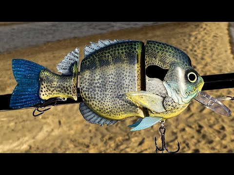 Making a BlueGill Kok/Wolf Cichlid Hybrid SwimBait