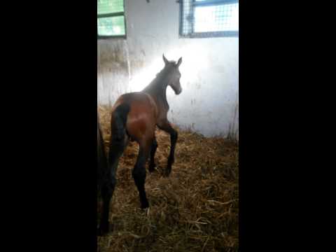 Canturano fohlen 5tage alt