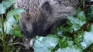 Igel als Schneckenjäger