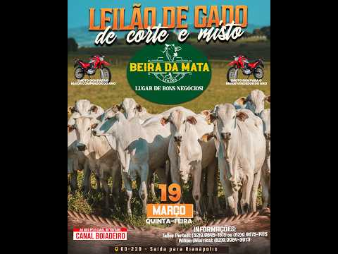Beira da Mata Leilões - Uruana GO - Leilão de Gado de Corte em Goiás @canal.boiadeiro #live #gado