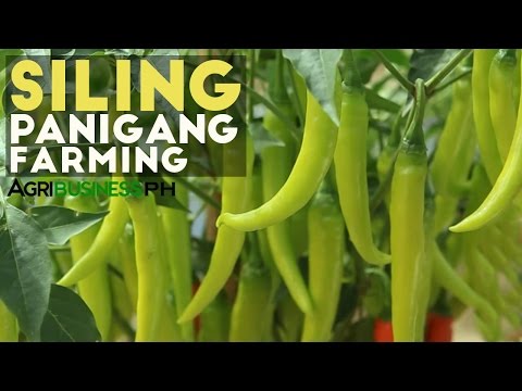 Siling Panigang: Siling Panigang Planting Guide for Abondant Harvest