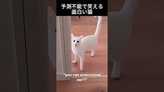 面白くて可愛いにゃんこ#にゃんこ  #猫との暮らし #ペット動画 #癒し動物 #もふもふ猫 #かわいい猫 #面白い子猫
