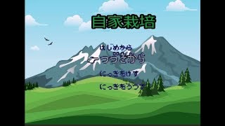 自家栽培初見プレイ3