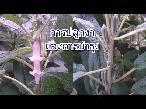 เพิ่มเพื่อสมาชิก เหงือกเชื้อโรคมอสโกที่จะซื้อ