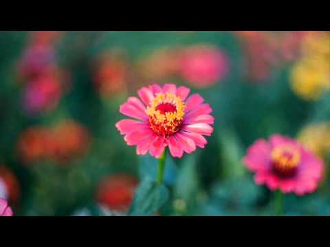 Về đây những giấc mơ - Nguyễn Thắng