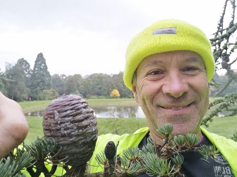 EcoGeeko Cedar of Lebanon Cedrus libani