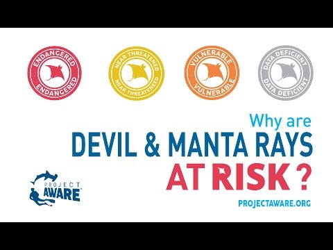 Why are Devil and Manta Rays at Risk? Video facade placeholder