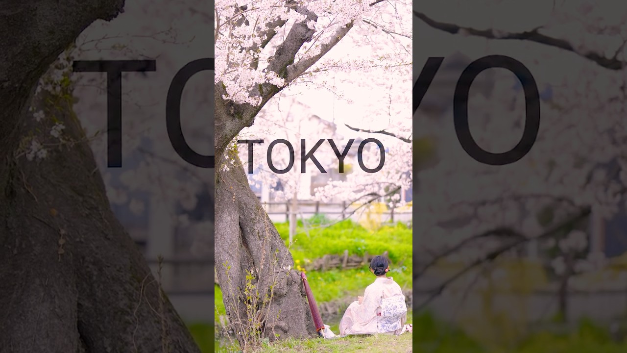 A short trip from Tokyo are some incredible blooming cherry blossoms. #tokyo #sakura #2026 #japan