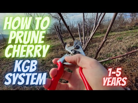 How to prune a cherry from 1-5 years KGB system