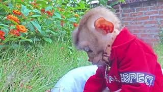 Baby monkey relaxing after a tiring week of studying