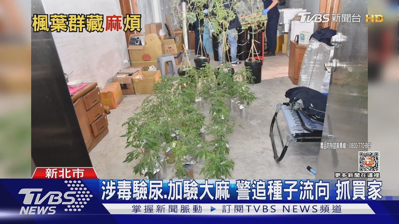 查扣1559公斤大麻　施用者僅639人？警溯源追大麻園下游
