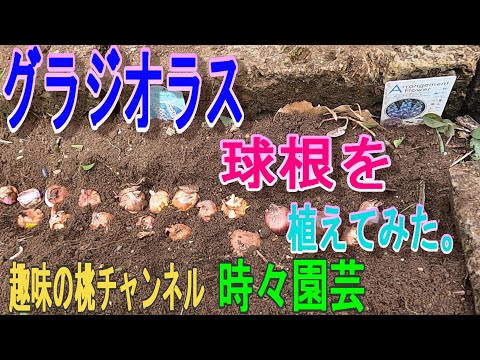 グラジオラスの花束 2022