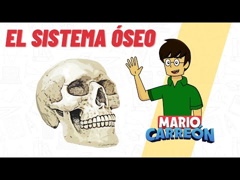 El sistema óseo