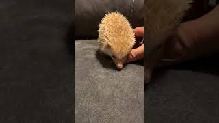 Hedgehog Animals Videos